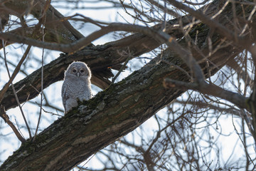 Tawny Owl (Strix aluco)