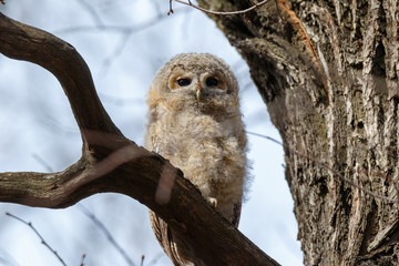 Tawny Owl (Strix aluco)