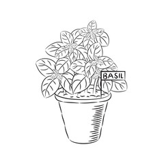 Potted Basil-Line art