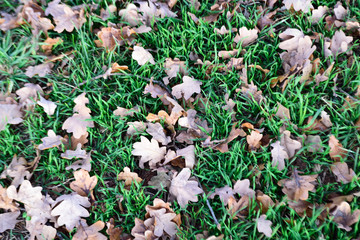 Oak leaves on green grass ground, autumn background