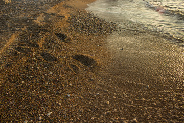 calm idyllic sand beach sea shoreline place near sea water with human foot prints on surface after walking, promenade and vacation concept