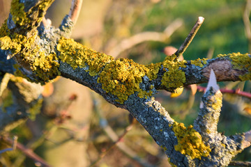 Yellow lichen on eldeflower branch