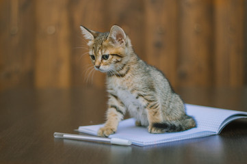 Back to school. Cute kitten and notebook.