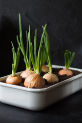 fresh green onions grow at home Выделите текст, чтобы посмотреть примеры