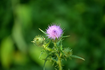 Fleur chardon Marie .