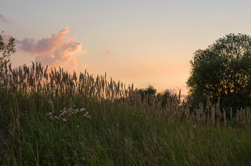 Grass at sunset