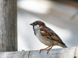 House Sparrow (Passer domesticus) race 