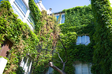 Maison couverte de chevrefeuille, butte aux cailles, Paris