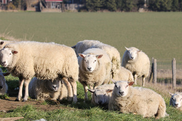 group of white sheep at the dyke in the polder in winter