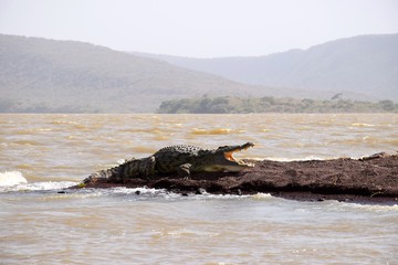 Krokodil am Chamo See Äthiopien Nationalpark