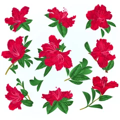 Foto op Plexiglas Red   flowers rhododendrons and leaves  mountain shrub on a blue background  vintage vector illustration editable hand draw © zdenat5
