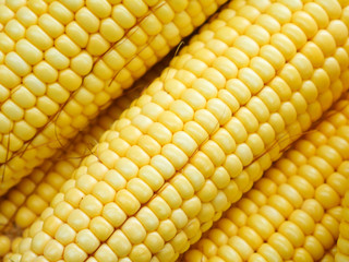 Organic fresh harvested sweetcorn