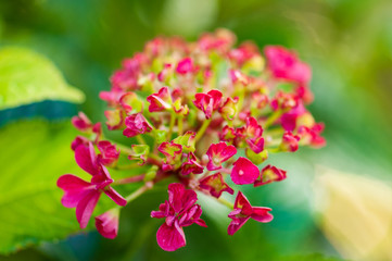 Hydrangea macrophylla flower blooming