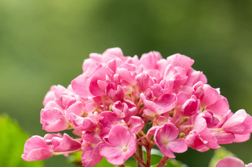 Hydrangea macrophylla flower blooming