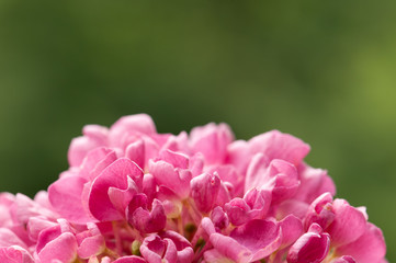 Fototapeta premium Hydrangea macrophylla flower blooming