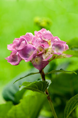 Hydrangea macrophylla flower blooming