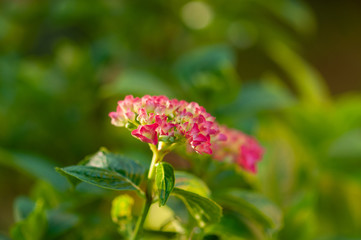 Hydrangea macrophylla hortensia flower blooming