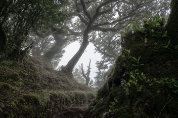 Lorbeerwald auf Madeira