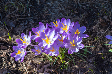 The first crocuses a year that break through the dry soil and whose flowers shine in the sunlight.