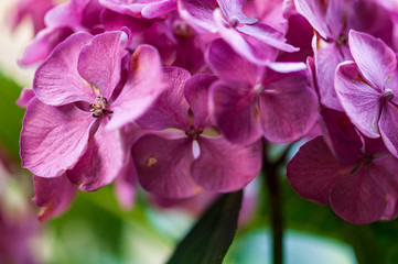 Hydrangea macrophylla hortensia flower purple blossom.NEF