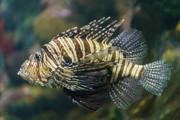Beautiful Lionfish (Devil firefish/Pterois miles) Image