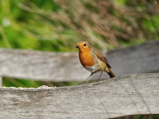 Robin Perched on a Bench