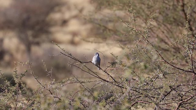 Dove sitting in a thorn bush in arid desert landscape of Southern Namibia