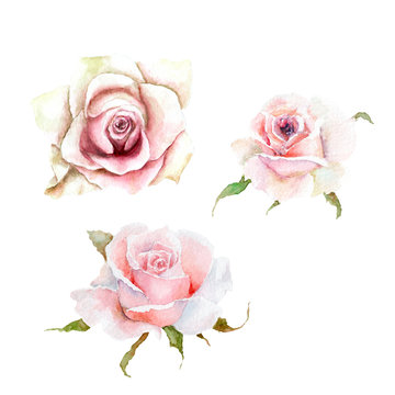 watercolor drawings three pink rose buds, sketch