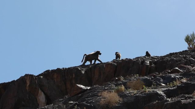 Baboon Monkeys walking on road in Namib Desert landscape near Orange Oranje river, Namibia South Africa border