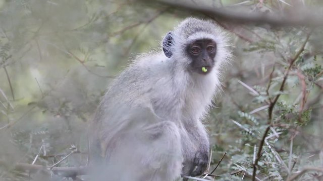 Vervet Monkeys feeding and foraging and hiding in tree along Orange Oranje River in southern Namibia South Africa