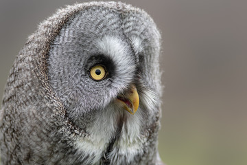 A very close up portrait photograph of a great grey gray owl. Showing just the head and face as it looks intensely to the right
