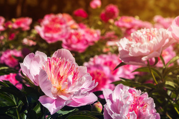 Beautiful and charming peonies on a warm summer day in the park, with warm rays from the sun. Floral background.