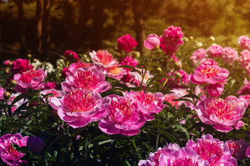 Beautiful and charming peonies on a warm summer day in the park, with warm rays from the sun. Floral background.