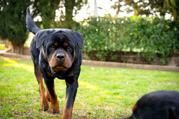 Young funny rottweiler with amazing muzzle and tail walking and posing on camera in the garden