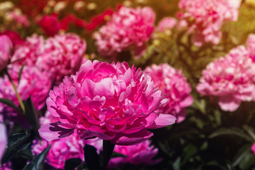 Beautiful and charming peonies on a warm summer day in the park, with warm rays from the sun. Floral background.