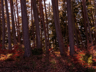 Obraz premium Wonderful early Spring Bavarian Forest Walk to reload batteries