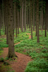Camouflaged bunker WWII in the dark forrest
