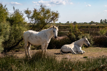 Fototapeta premium zwei weisse Wildpferde im Sonnenschein in der Camargue in Frankreich