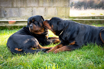 Cute rottweiler licking and kissing his friend in the garden. Funny dogs playing outdoors