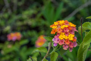 orange, red, yellow flower, lantana