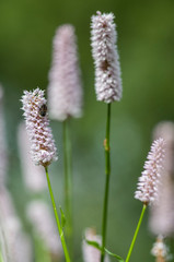 white flower, fly, narrowleaf plantain