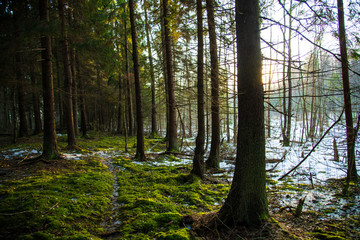 Obraz premium trees in the forest