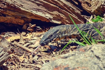A Perentie Lizard in Australia with it's tongue sticking out 