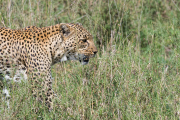 Closeup view of leopard hiding in high grass of african savannah