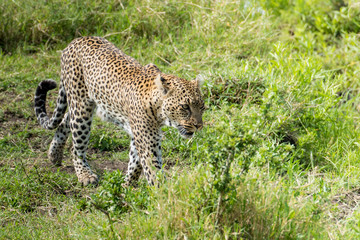 Wild leopard hunting