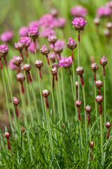 pink flower