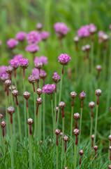 pink flower