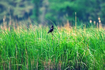 Red Shoulder Blackbird in the tall grass and reeds of the Transquaking River Maryland 