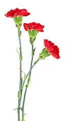 Three red carnations isolated on white background