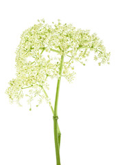 Elderberry flower on a white background. (European Elderberry; European Black Elderberry).
